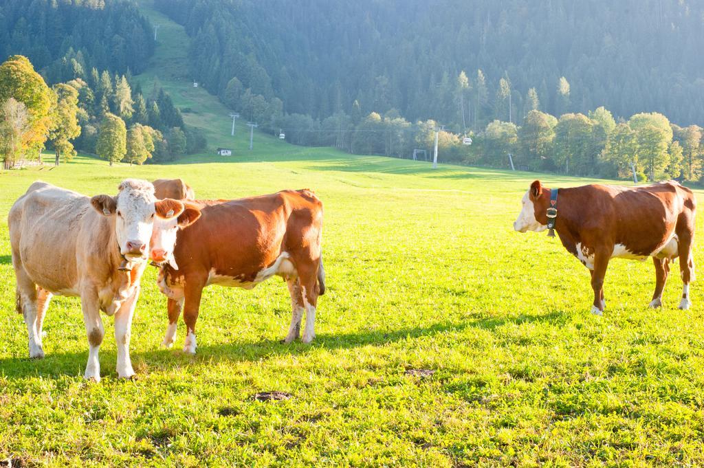Hartlhof Urlaub Am Baby- Und Kinderbauernhof Niederau Zewnętrze zdjęcie
